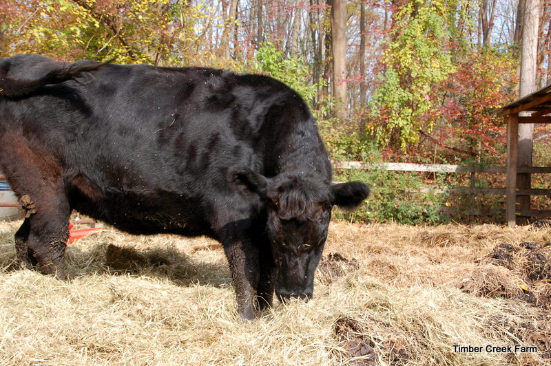 How to Start a Cattle Farm on Small Acreage Countryside